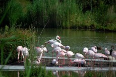 Zwergflamingos_2.jpg